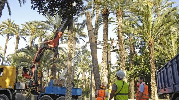 Una plaga de polillas afecta al palmeral ilicitano