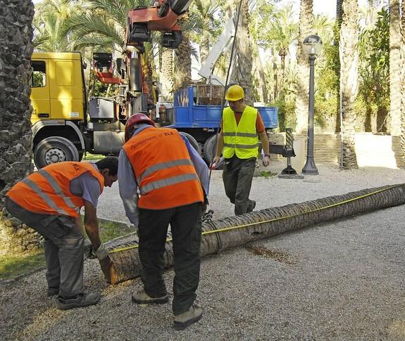 Plan para frenar el avance de una nueva plaga en el palmeral