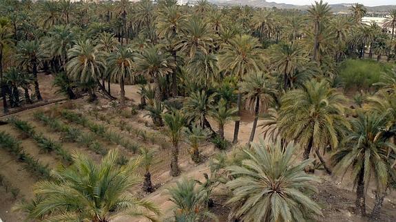 El Palmeral de Elche, protagonista de un 'reality' televisivo de Ucrania