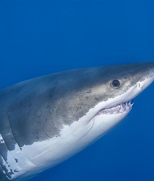 El ataque de un tiburón salva la vida a un hombre con cáncer