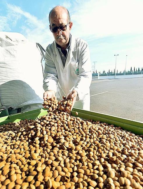 Los productores denuncian «especulación» para hacer bajar el precio de la almendra