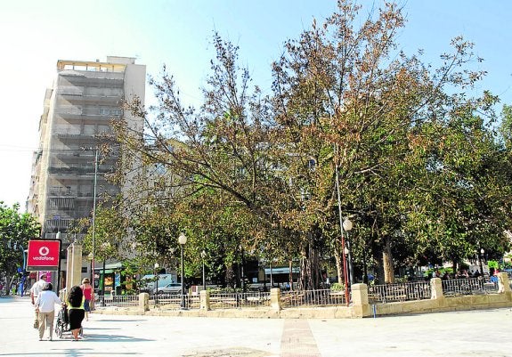 Calvo Sotelo protegerá el ficus de la Cremà con una lona gigante