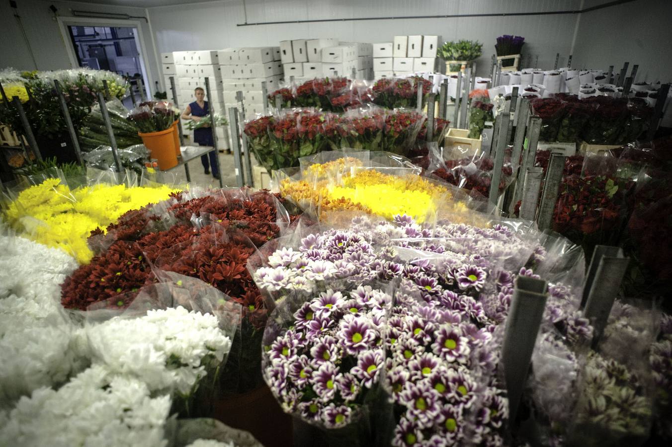 La cooperativa Flomar en Alicante exporta 2 millones de flores por Todos los Santos