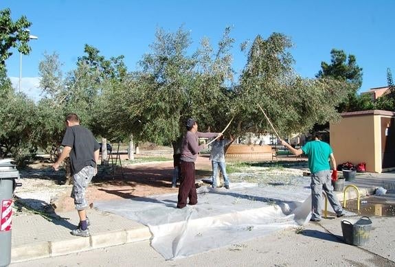 Almoradí utiliza las aceitunas de los parques