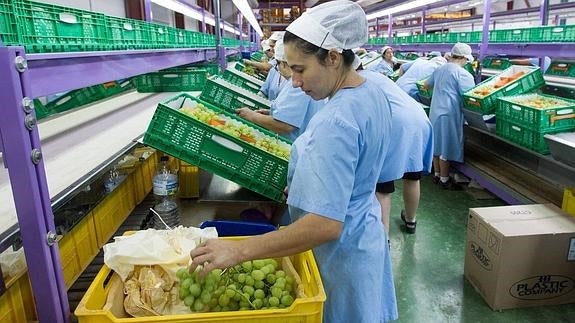 La uva de Navidad crea más de 13.000 empleos hasta final de año en la provincia