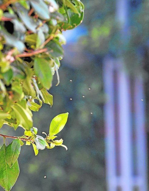 Una plaga de mosquitos invade calles y plazas de Ciudad Jardín