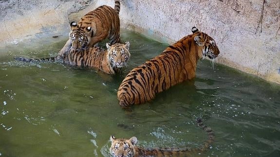 Crece la familia de tigres en Terra Natura