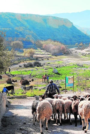 Una marcha ganadera reivindica las vías pecuarias de Abarán