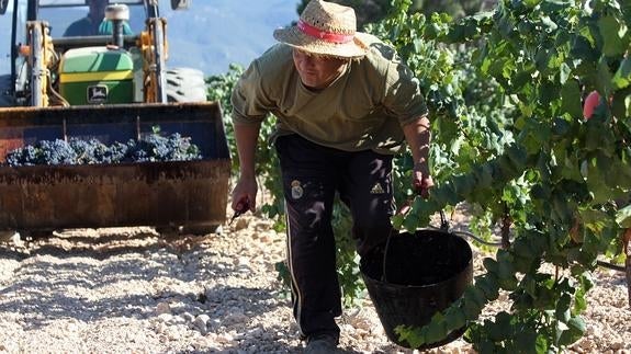 La vendimia supera los 31 millones de kilos de uva