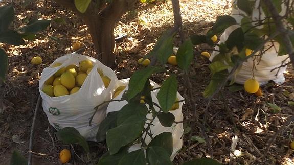 Detienen a una veintena de personas por robar frutas y verduras en fincas de la Región
