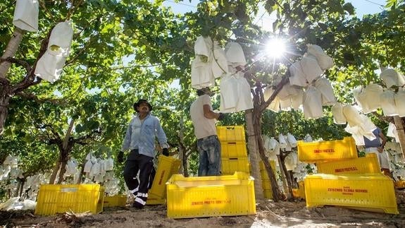 2 Millones de kilos de Uva Embolsada del Vinalopó se consumirán en Nochevieja