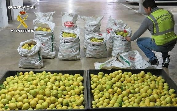 Dos detenidos por robar 2.000 kilos de limones en Almoradí