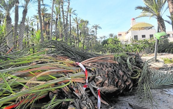 Un 'vivero' urbano de picudo