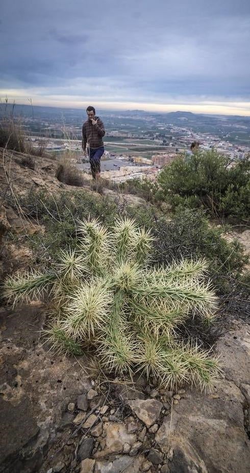 El cactus de Arizona acecha al Castillo