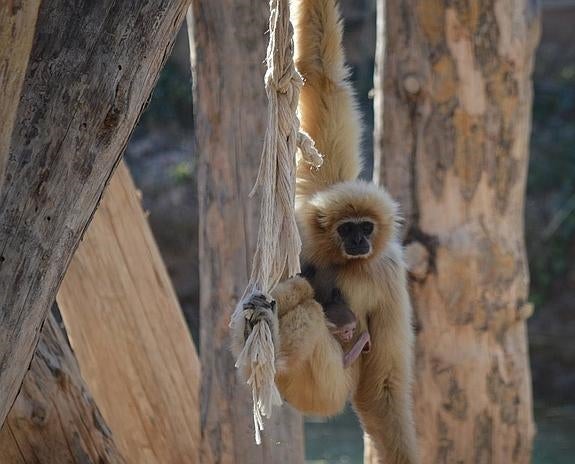 Un gibón de manos blancas, primer nacimiento del año en Río Safari