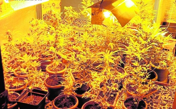 La Guardia Civil halla un invernadero en Santa Pola con 101 plantas de marihuana