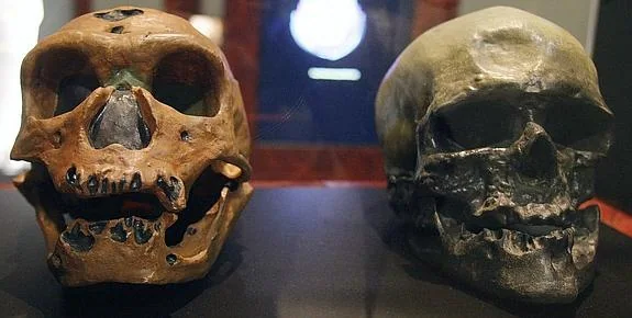 Los secretos neandertales salen a la luz en el MUA