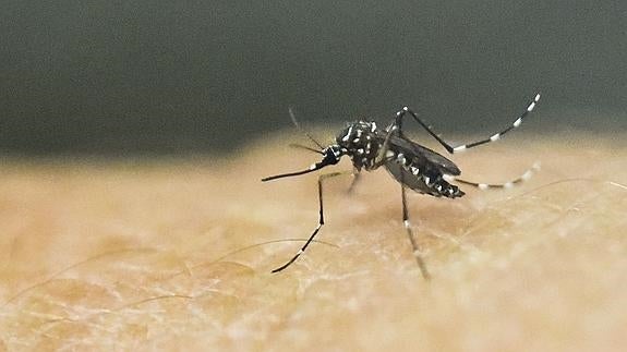 Montón confirma que «no hay casos registrados del Zika en la Comunitat»