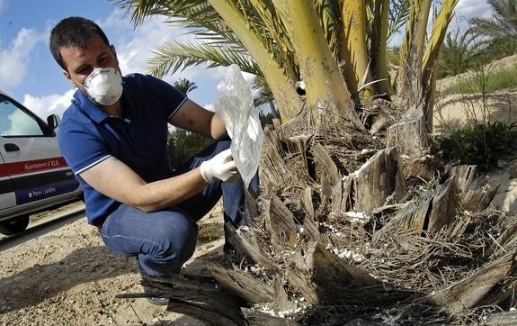 Medio Ambiente usará el hongo contra el picudo en más huertos