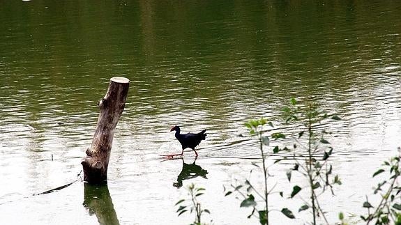 Una bomba de agua rellenará las charcas del Clot de Galvany