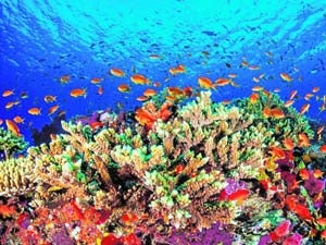 La Gran Barrera, máximo orgullo 'aussie'