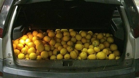 Detenidos por distribuir más de 120 toneladas de cítricos robados