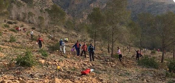 Un millar de árboles para repoblar la sierra