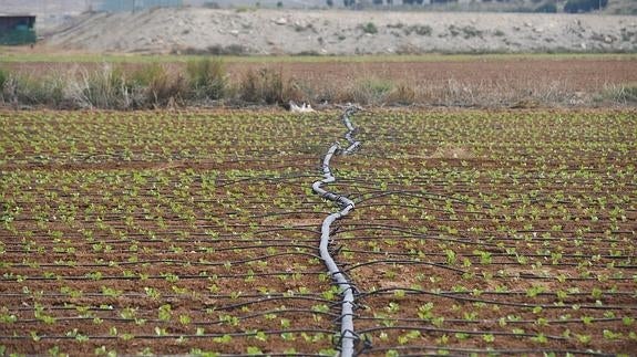 El 27 % del territorio de la región está cultivado