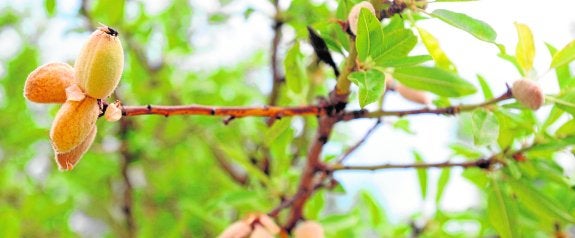 El calor y la sequía reducen más del 30% los ingresos de los agricultores