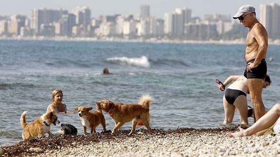 Paralizan el proyecto de la playa canina en El Pinet