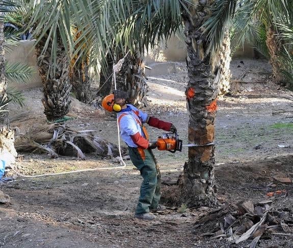 Elche y Abanilla impulsan un 'lobby' de afectados por el picudo