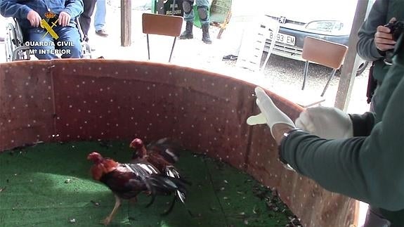 Más de 20 detenidos en una pelea ilegal de gallos en Los Montesinos