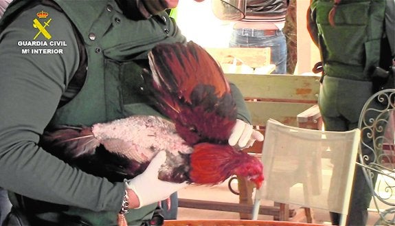 Arrestan a 25 personas en una pelea ilegal de gallos en Los Montesinos