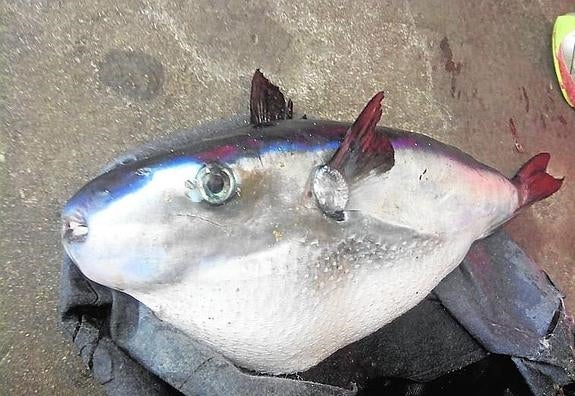 Aparece en La Mata un ejemplar de pez venenoso