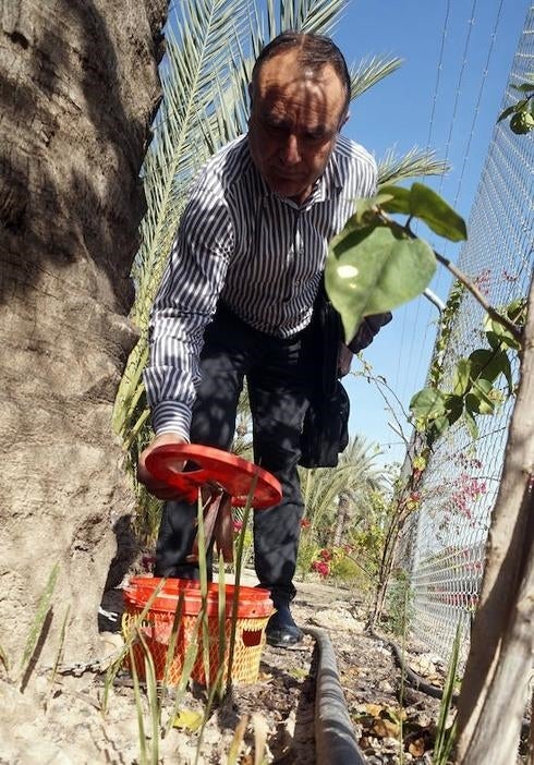 Un tratamiento a tres bandas frena el avance del picudo rojo en el palmeral