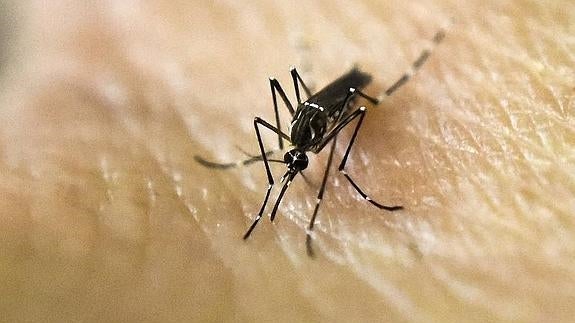 Una empresa de Elche crea un kit que detecta el zika en 2 horas