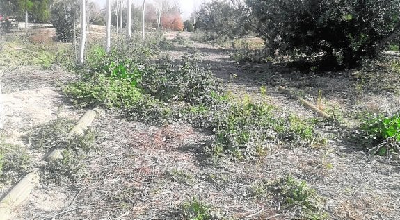 Ciudadanos denuncia el estado de abandono de los sotos del Segura
