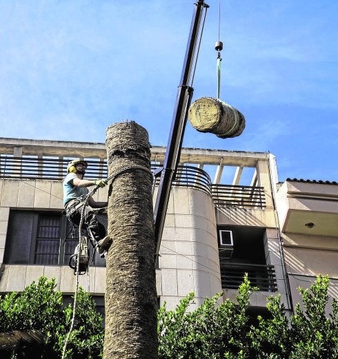 Infraestructuras retira las palmeras muertas de parques y jardines públicos