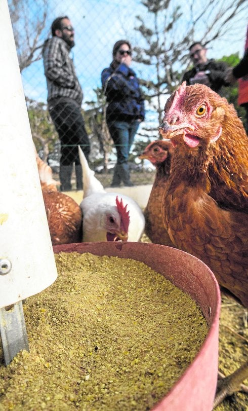 Gallinas en busca de padrinos