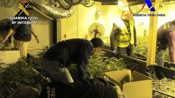 Detenidos por cultivar marihuana a gran escala para su venta en Holanda