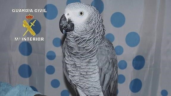 Trasladan a un centro de recuperación un loro exótico