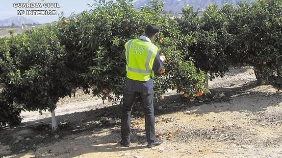 Los robos en el campo alicantino no cesan