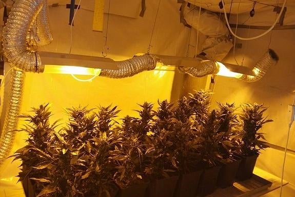 Plantan cannabis a escasos metros de la Guardia Civil de Alcoy