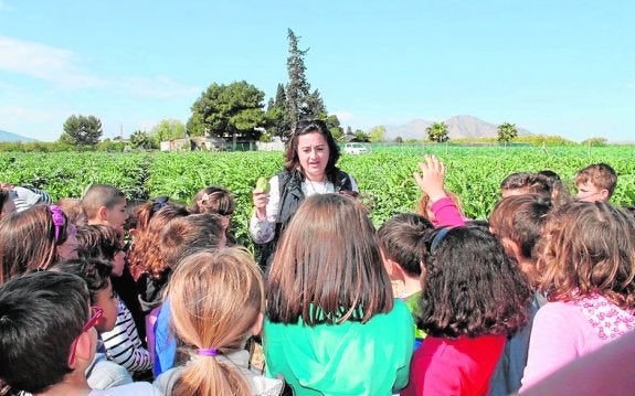 Escolares de la Vega conocerán el valor de la alcachofa como producto saludable