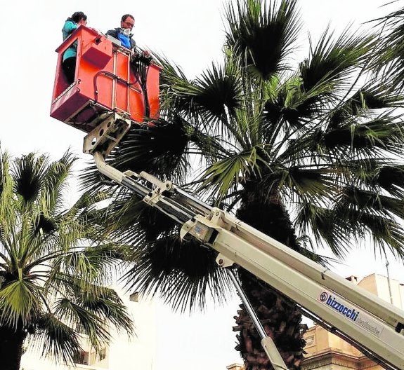 Parques inicia un tratamiento contra el picudo en la Plaza de la Constitución