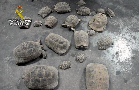 Incautadas veinte tortugas moras en una finca de Lorca