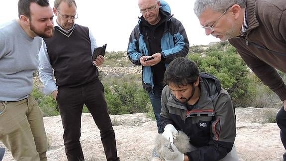 Realizan el censo de búhos reales nacidos en el pantano de Elche