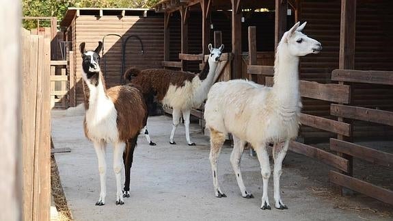 Terra Natura incorpora tres nuevas hembras de llama a su colección biológica