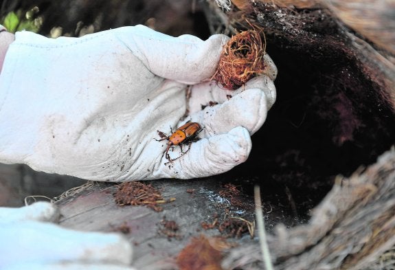 Un nuevo producto contra el picudo logra salvar el cien por cien de palmeras afectadas