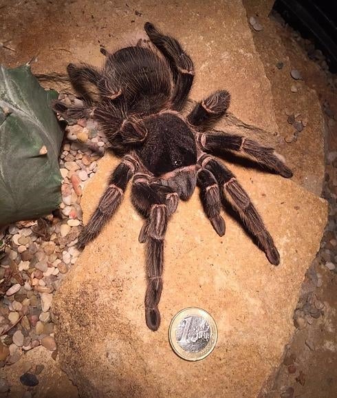 Terra Natura exhibe las tarántulas más grandes del mundo